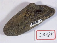 藏品(動物骨化石)的圖片